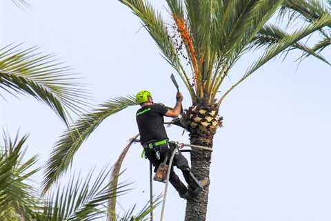 EPS Landscaping Is Providing Tree Care Services In Pembroke Pines