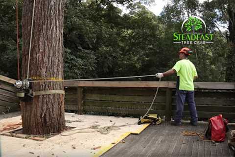 Steadfast Tree Care Fredericksburg