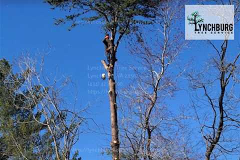 Lynchburg Tree Service Offers Various Kinds of Arborist Tree Care Services