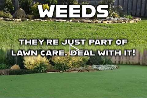 6 Common Lawn Weeds You'll Likely See in Your Yard & How To Get Rid of Them // Get a Weed-Free..