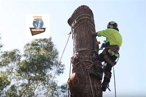 Genesis Tree Service Leesburg