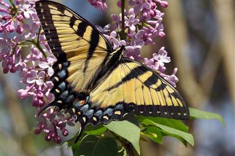 How and When to Prune Lilacs