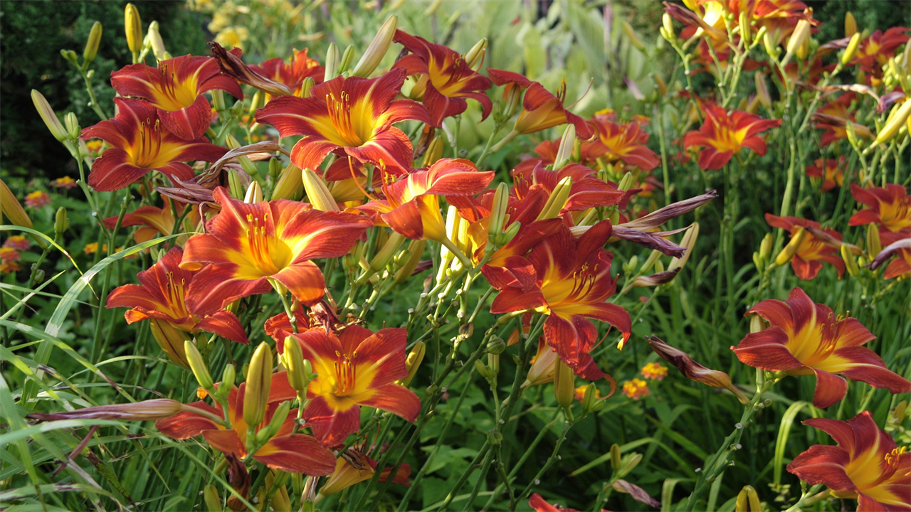 13 Perennials You Didn’t Know You Could Divide