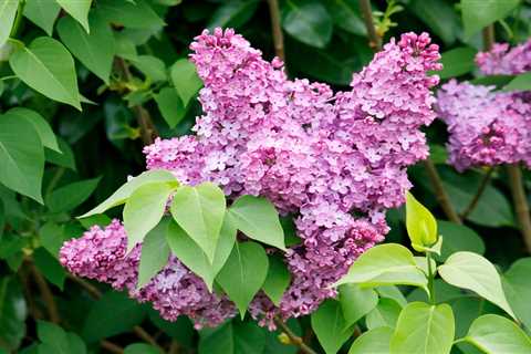 Lilac Bush vs. Lilac Tree: Key Differences
