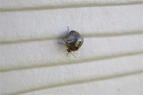 Homeowner's Guide to the Kudzu Bug