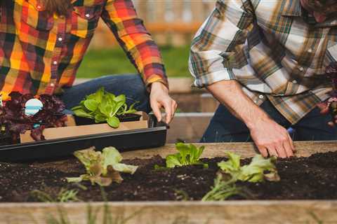 What Is a No-Till Garden?