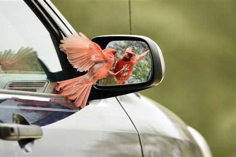 If Birds Peck at Your Windows and Mirrors, This is What it Means