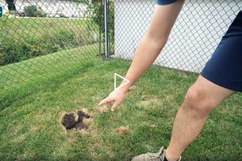 How To EASILY Prevent This Damage To Your Lawn // Grub Control, Ryegrass Issues and MORE