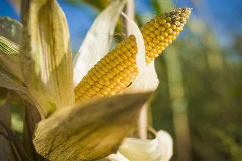How To Grow Corn in Your Backyard Garden