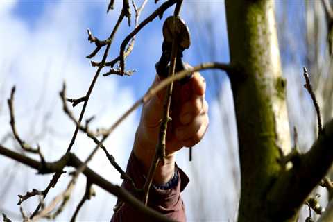 Do tree cutters work in winter?