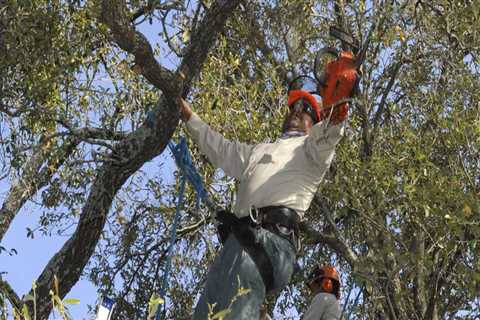 When should trees not be pruned?