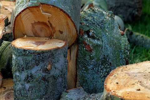 What happens to the ground after a large tree is removed?