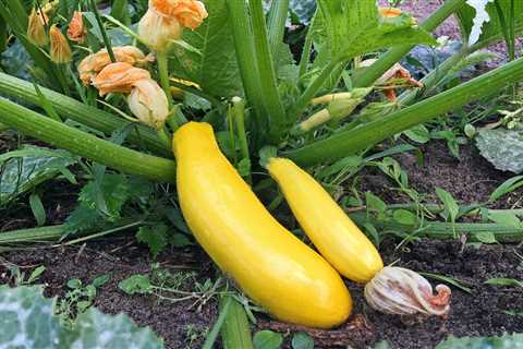 Guide To Growing Squash