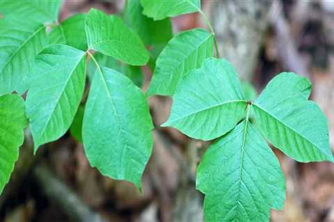 What poison ivy look like?