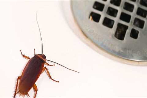 Is pest control necessary in winter?