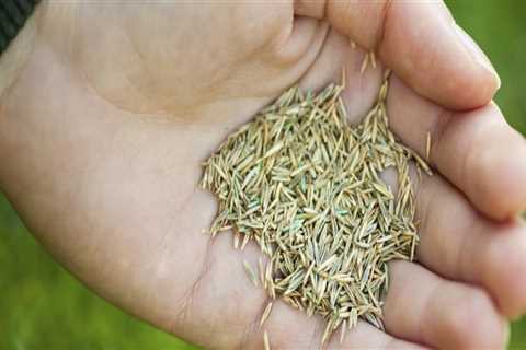 Which grass seed to buy?