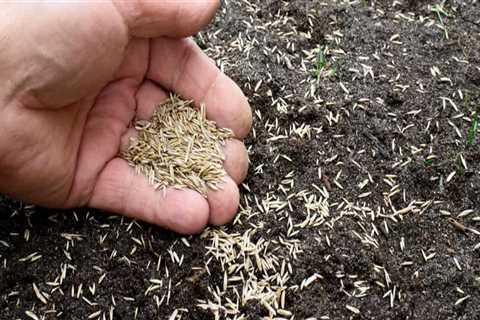Can grass seed die?