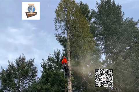 Genesis Tree Service Ashburn