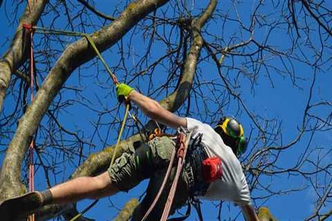 Do arborists need a license?