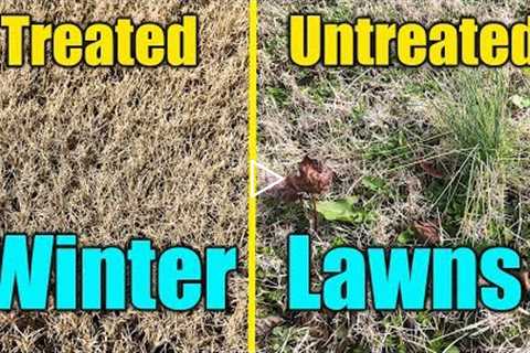 Winter Lawn Weeds and Pre-Emergent
