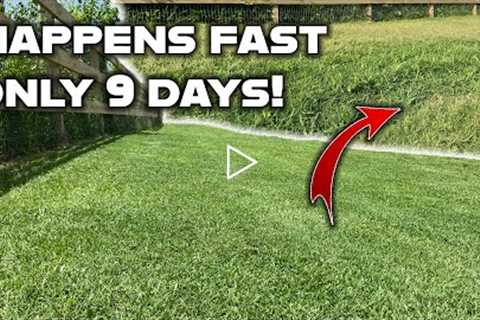 Your lawn will look bad after vacation, but these simple tips will get it back to normal in no time!
