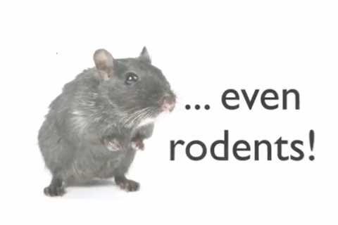 Rodent and Rat Exterminator | Pennsville, NJ