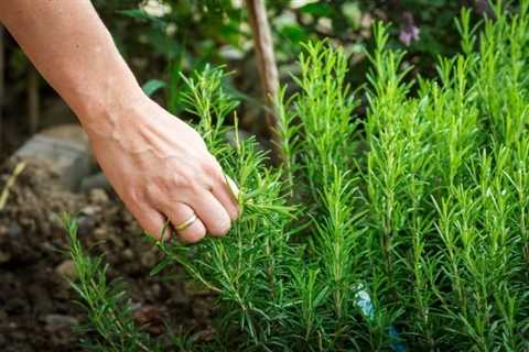 How To Grow Rosemary