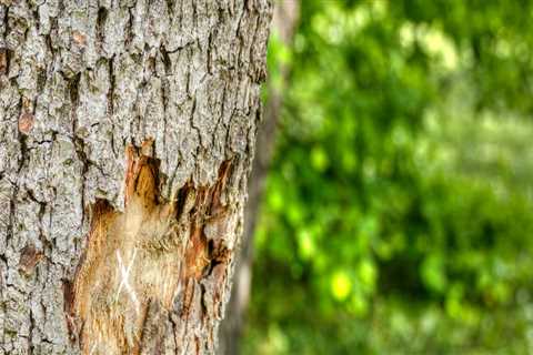 How do you make an old tree healthier?