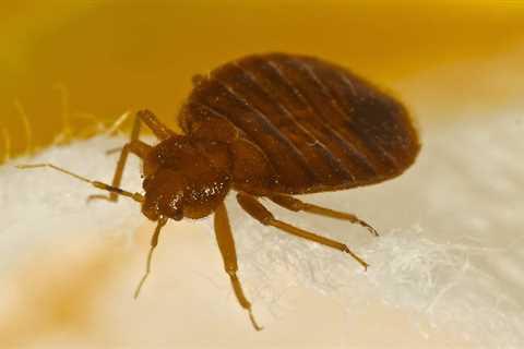 Bed Bug Treatment In Bayview FL - 24 Hr Residential Bedbug Control