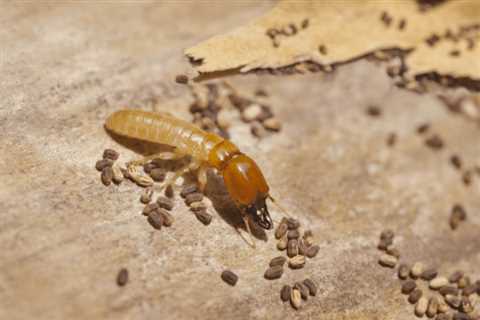 Pest Control Woods of Eden Rock