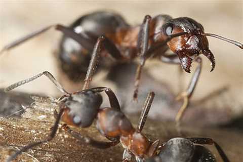 Pest Control Azalea Terrace