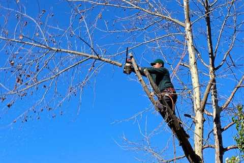 Tree Surgeons in Hallen Commercial & Residential Tree Contractor