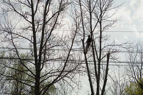 West Kington Tree Surgeons Tree Dismantling Removal And Felling across West Kington