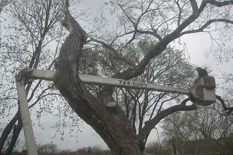 Broomhill Tree Surgeons Tree Removal Dismantling & Felling across Broomhill