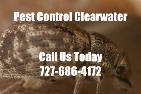 Pest Control Clearwater Florida – 24 Hr Domestic Exterminator