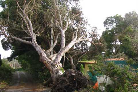 Tree Surgeon Oldcastle