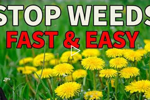 Dandelions are BAD ?? How to get rid of them without weed killer (Works with other weeds)