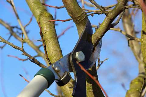 Effective Tips And Techniques Of Tree Pruning - AAA Tree Lopping Ipswich
