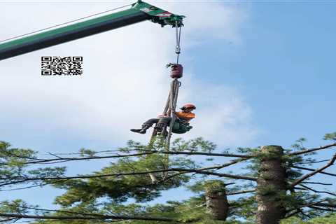 Cicoria Tree And Crane Service Draws Attention To The Risks Of Homeowners Attempting Large Tree..