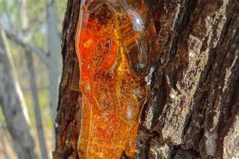 Why is sap important to trees?