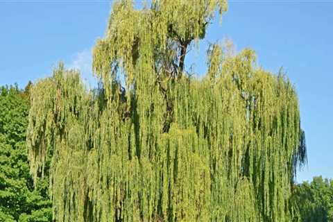 Will a willow tree grow in sandy soil?