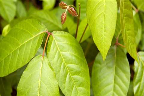 What is the fastest way to cure poison ivy?