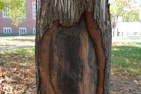 How does a tree repair itself from damage?
