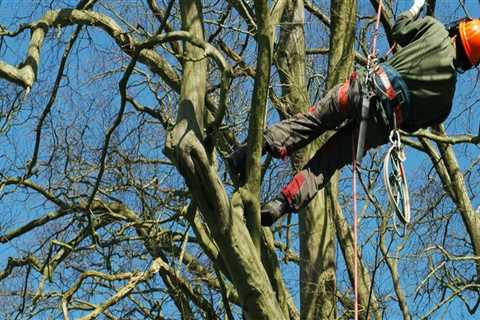 How important is tree trimming?