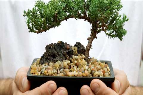 Are bonsai trees easy to take care of?