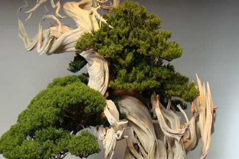 How long does it take to bonsai a tree?