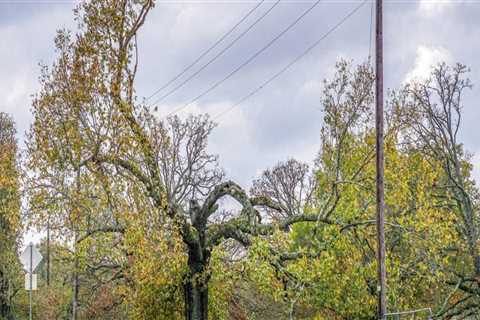 What do you do when trees grow on power lines?