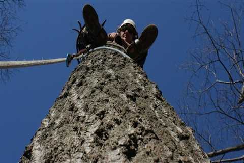 What is the difference between arboriculture and urban forestry?