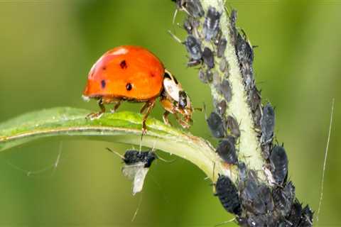 What is the example of biological pest control?