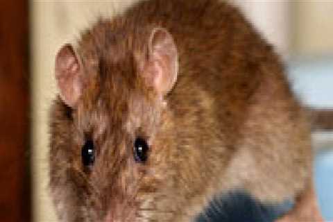 What are some signs that rodents are present?